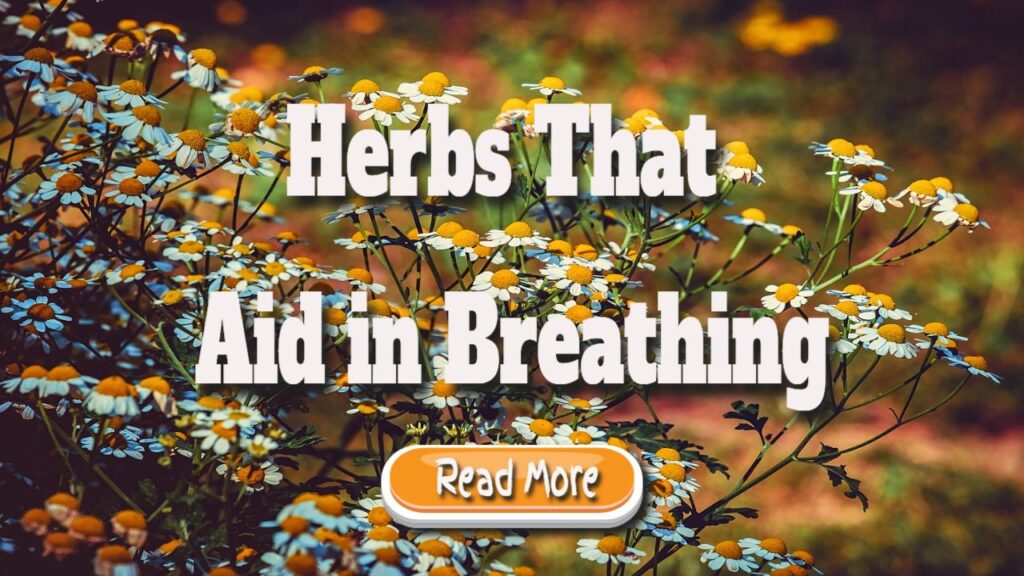 herbs that aid in breathing