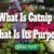 What Is Catnip – What Is Its Purpose