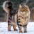 Maine Coon Cats: The Right Way to Care for Them