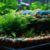 Aquascaping Basics: Essential Tips for Beginners