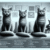 Cat Behaviour Insights from Jackson Galaxy’s Guide