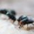 Maggots Extermination Tips for Homes in Sydney