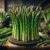 Grilled Asparagus with Lemon Zest: A Flavorful Delight