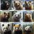 Surviving a Bear Attack: Essential Tips You Need
