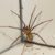 Spider Pest Control: Strategies for Effective Elimination