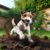 Digging Habits of Jack Russell Terriers: An In-Depth Guide